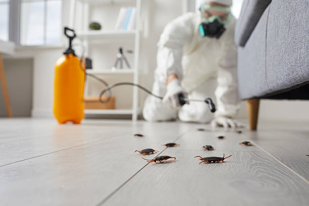 Post-Treatment Bed Bug Interceptor Monitoring in Bound Brook